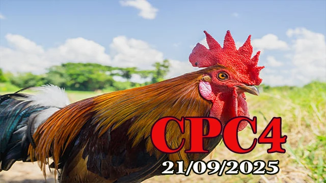 Xem video đá gà C4 Full HD hôm nay 21/09/2025