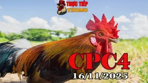 Phát lại đá gà CPC4 hôm nay 16112025 chuẩn HD