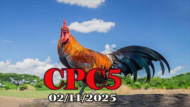 Xem clip đá gà Trực tiếp C5 hôm nay 02/11/2025
