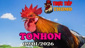 Xem Video Phát Lại Đá Gà Tonhon 09012026 Mới Nhất