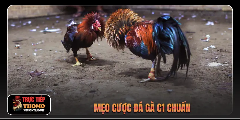 Mẹo cược đá gà C1 chuẩn