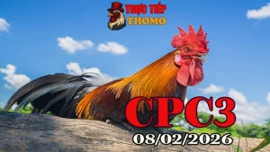 Clip đá gà trực tiếp CPC3 hôm nay 08022026 mới nhất