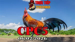 Xem clip đá gà trực tiếp CPC5 hôm nay 06022026 mới nhất