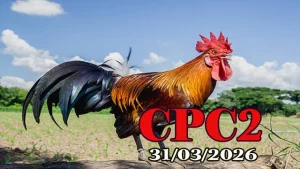 Clip đá gà trực tiếp CPC2 ngày 31032026