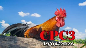 Full tổng hợp đá gà Thomo CPC3 ngày 19042026