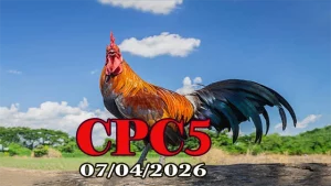 Xem Video Đá Gà Thomo CPC5 Ngày 07042026
