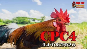 Video đá gà thomo CPC4 hôm nay 14052026