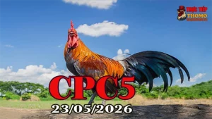Xem Clip Đá Gà Thomo CPC5 Hôm Nay 23052026