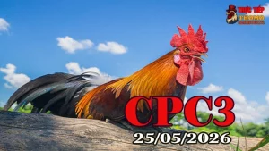 Xem Clip Đá Gà Trực Tiếp CPC3 Ngày 25052026 Full HD